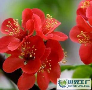 基地直銷優質花卉苗木 西府海棠、帖梗海棠與紅寶石海棠